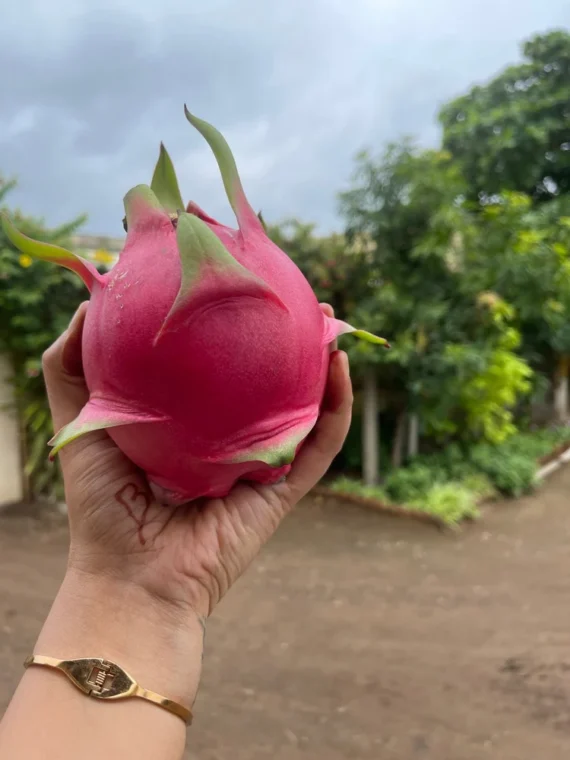 Red Dragon Fruit White/Pink