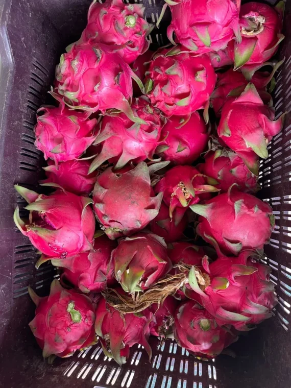 Red Dragon Fruit White/Pink