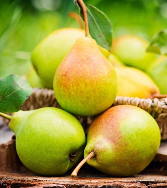 Green A Grade Fresh Pears Fruit