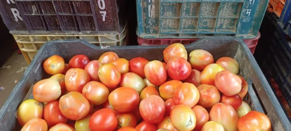 Fresh Tomato Vegetables