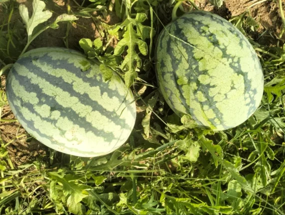 Namdhari A Grade Fresh Watermelon Fruits